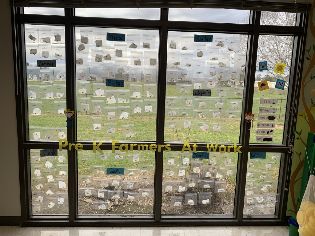 glass windows covered in clear bags with a lima bean seed and damp cloth in each