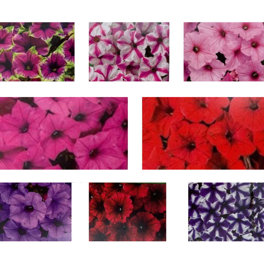 variety of petunia being sold